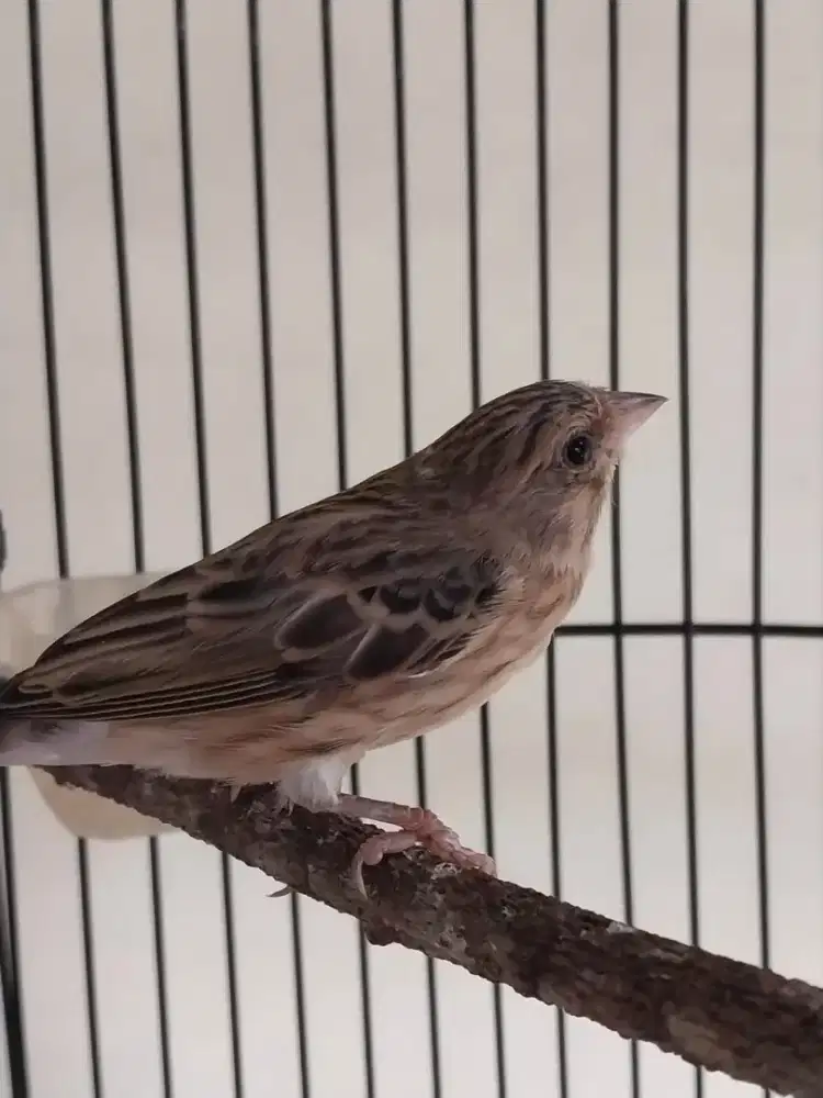 Burung blackthroat gacorrr full set kandang oriq