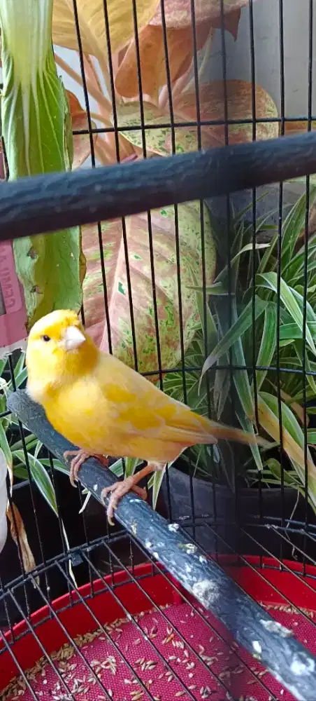 Af kuning stabilo gacor ngerek