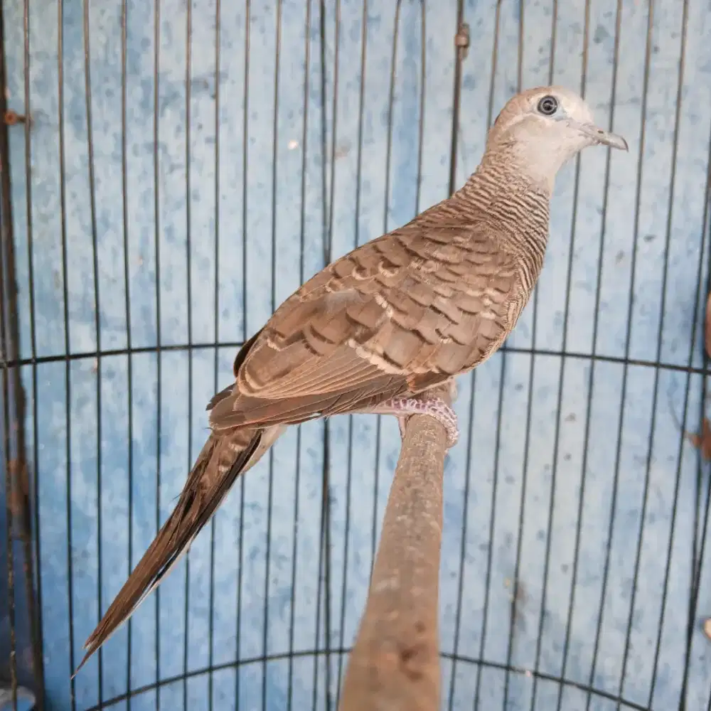 Burung perkutut lokal