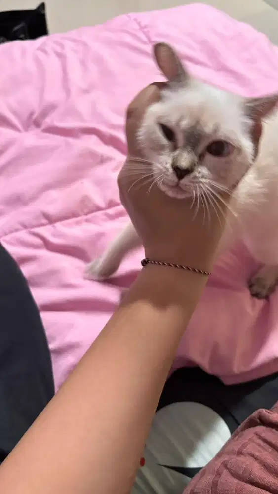 jual kucing ragdoll x himalayan, bapaknya ragdoll ibunya himalayan