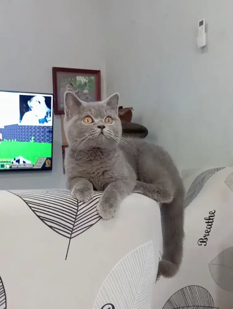 BRITISH SHORTHAIR / BSH BLUE