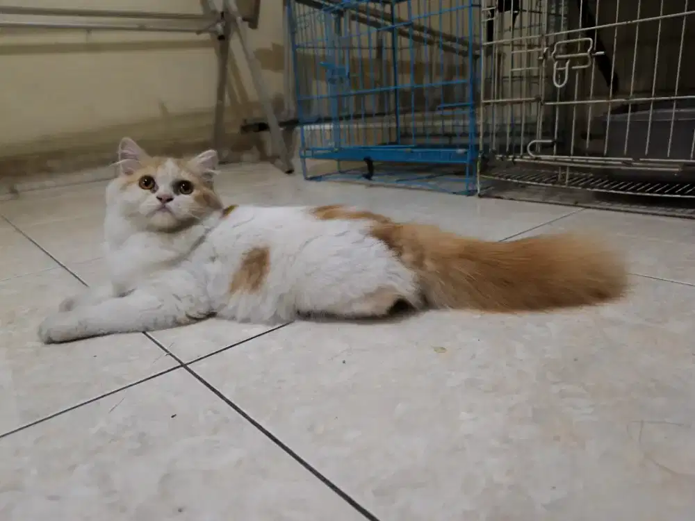 Kucing persia betina cantik usia 4 bulanan