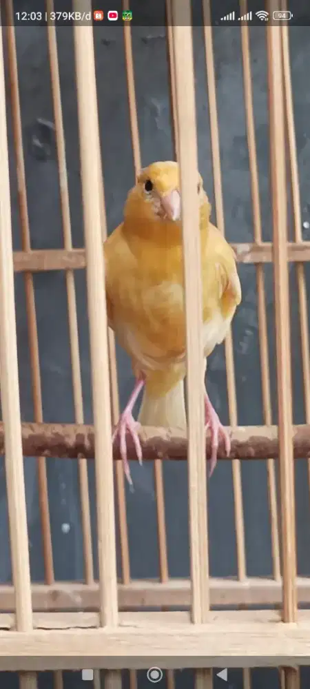Jual burung kenari anak F1