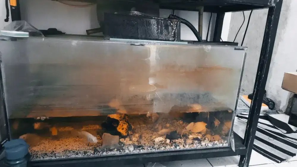 Aquarium bekas sok di tanya