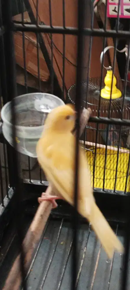 Jual burung kenari anak F1