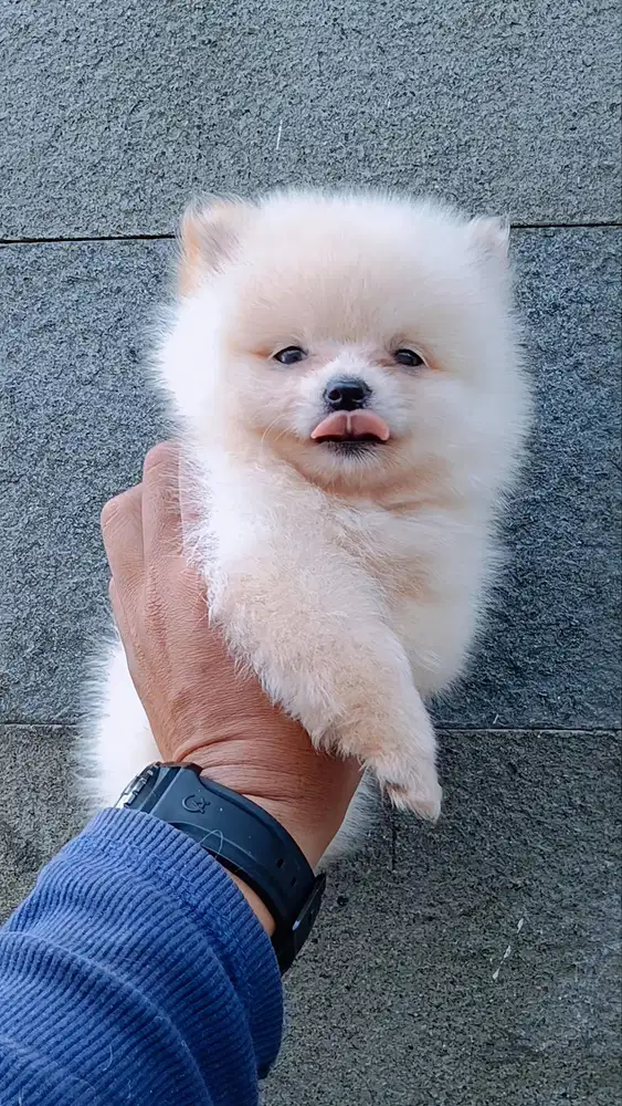 Minipom Pomeranian Mungil
