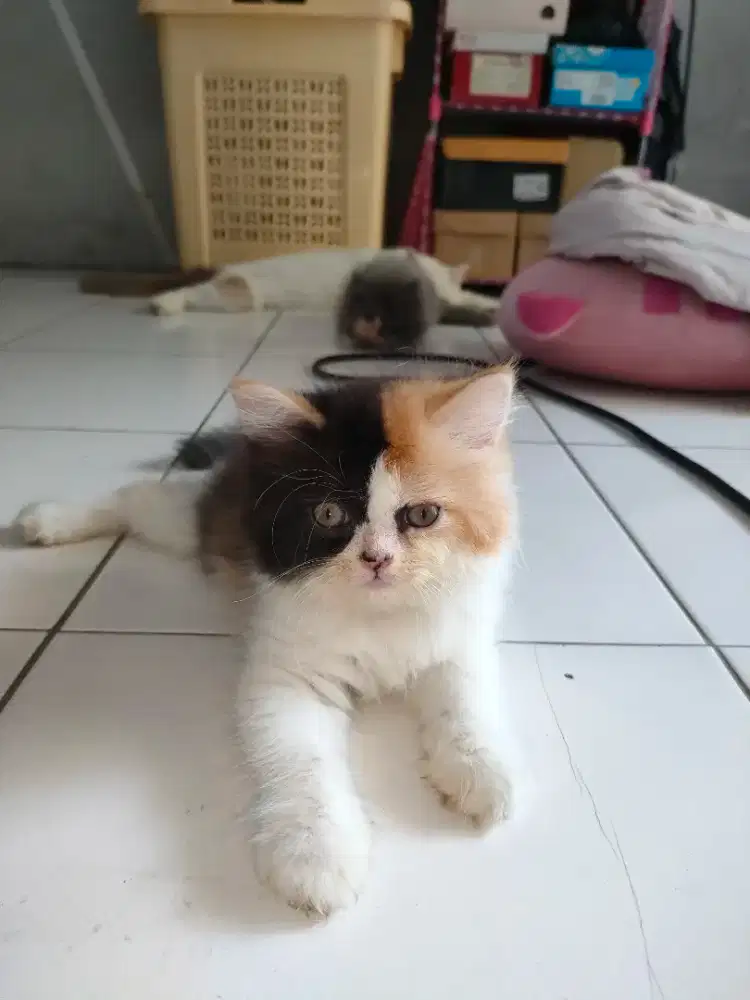 Kitten Calico Anakan Persia Exo x Persia Big Bone