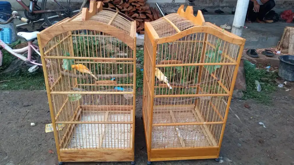 Jual burung kenari 2 ekor fulset