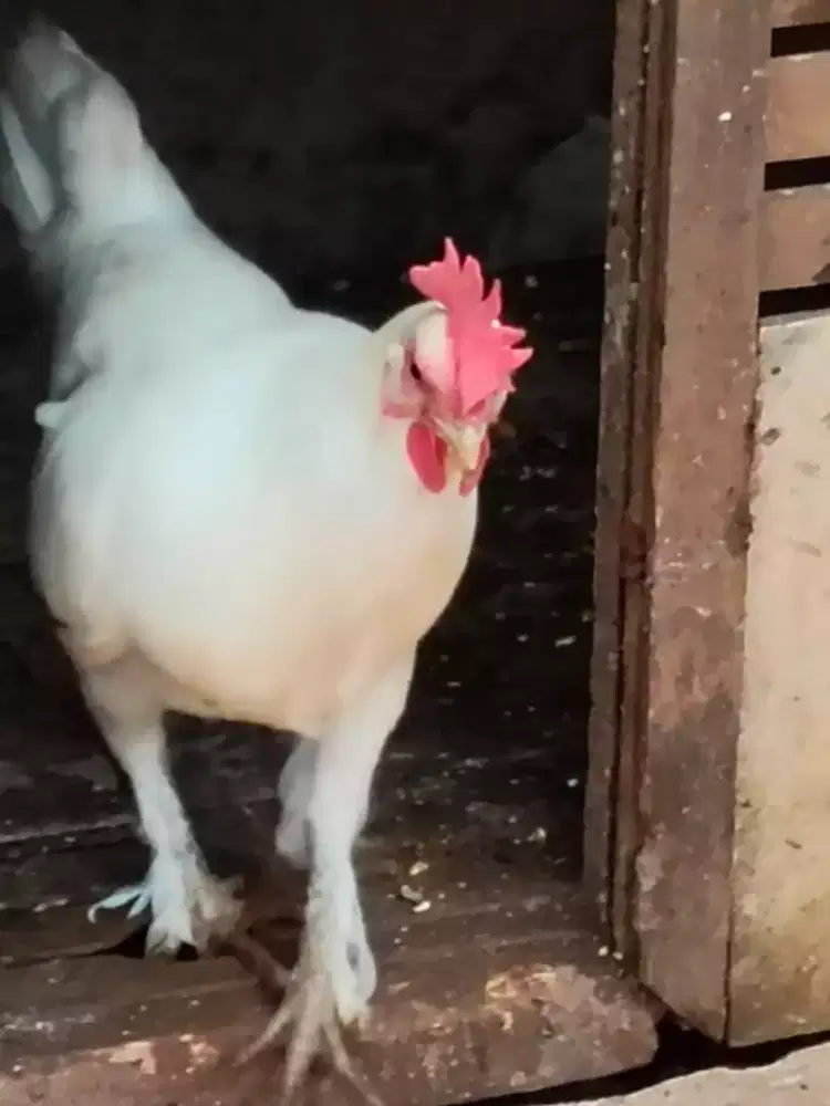 ayam ketawa betina