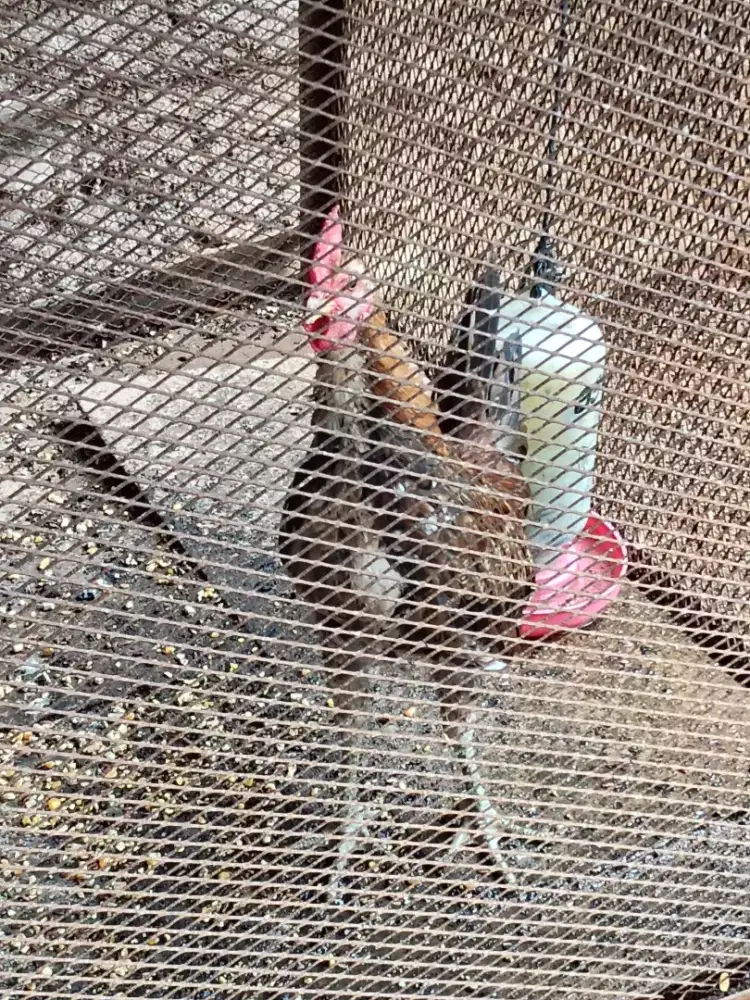 ayam ketawa usia 5 bulan