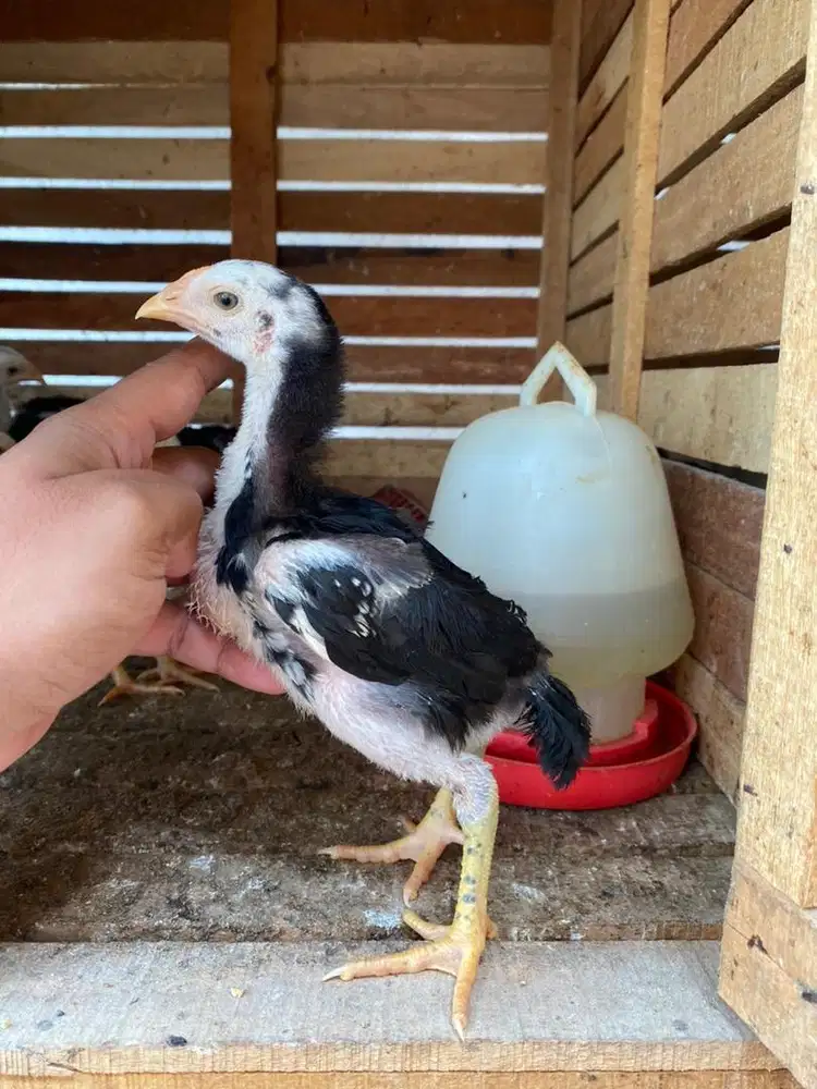 Ayam anakan pakhoy