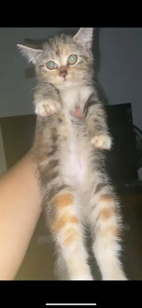 Kitten mixdome betina