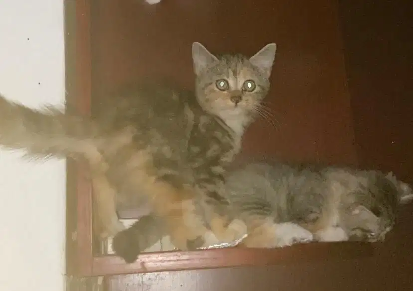 Kitten mixdome betina