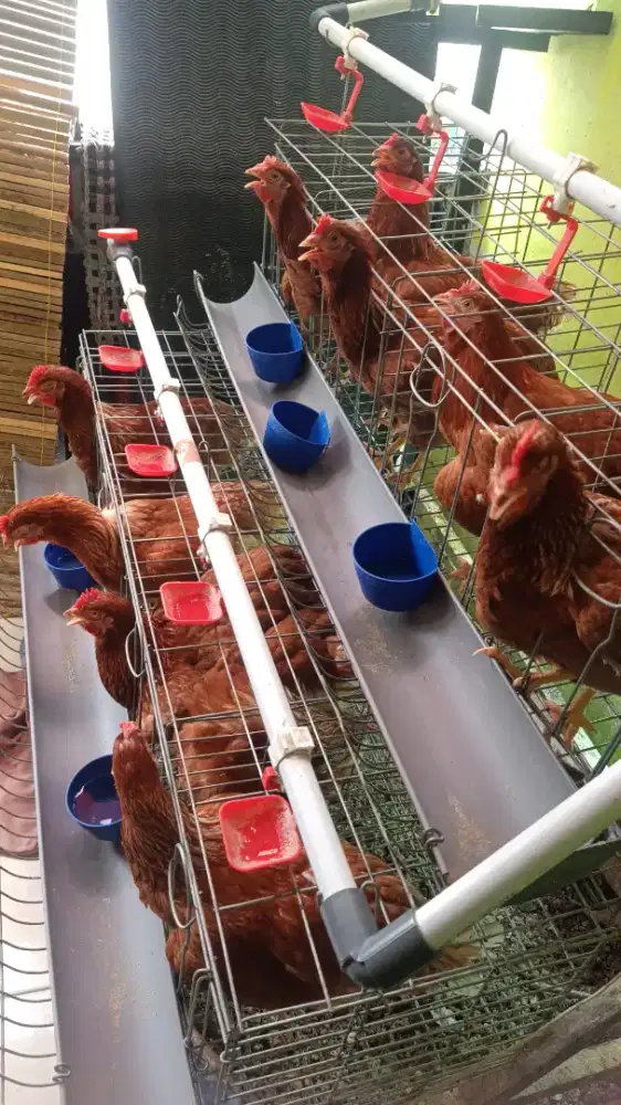 Ayam petelur 10 ekor. Usia 22 minggu