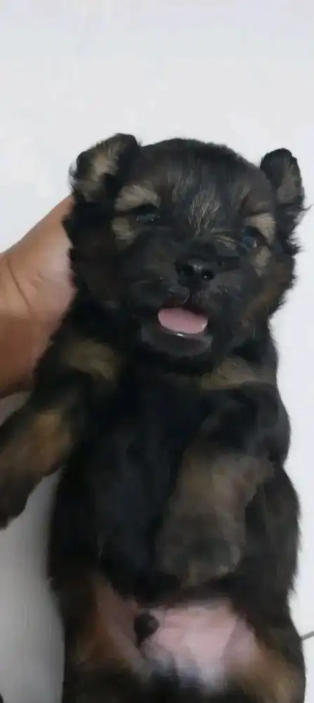 Dijual Pompo-poodle mix minipom