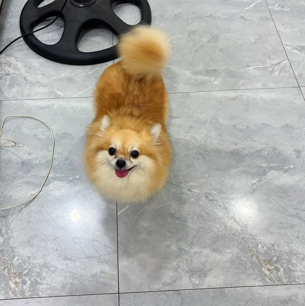 Minipom murah female