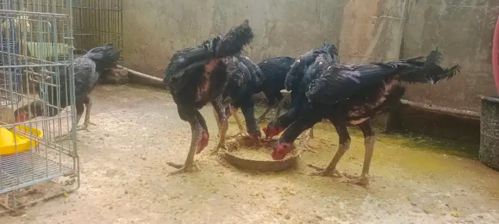 Ayam Bangkok jenis koytrad x plucer