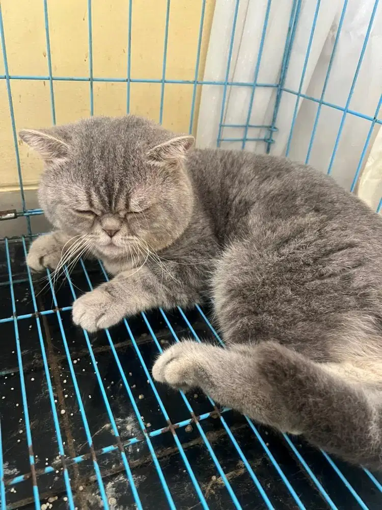 Kucing BSH pure