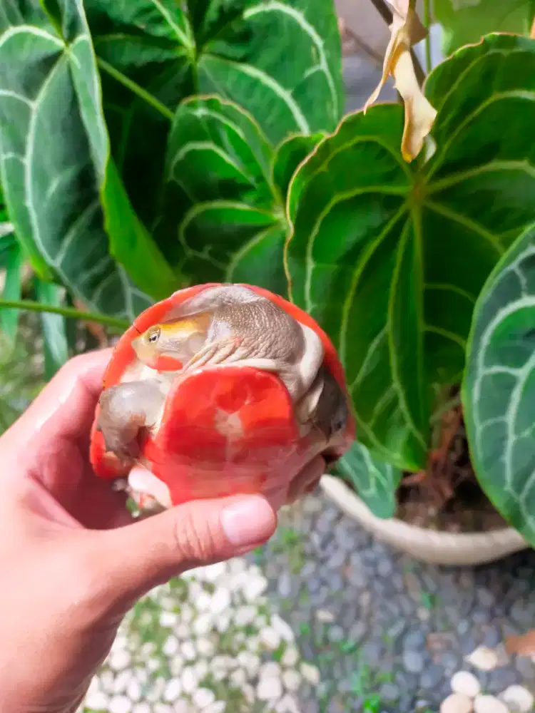 Kura Damer Jantan / Dada Merah Cerah