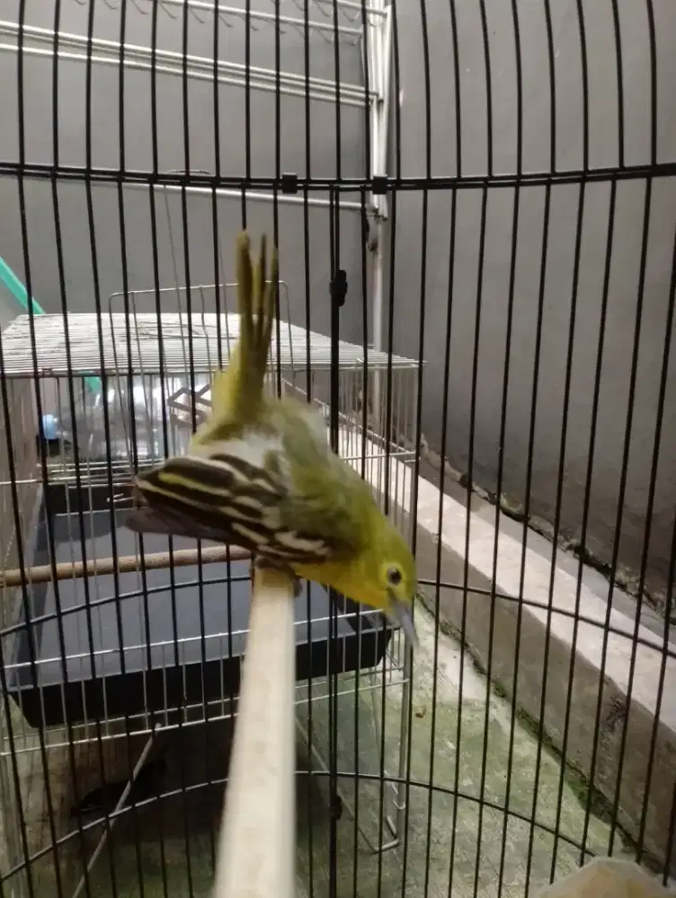 Jual burung cipow gacor cetrekan