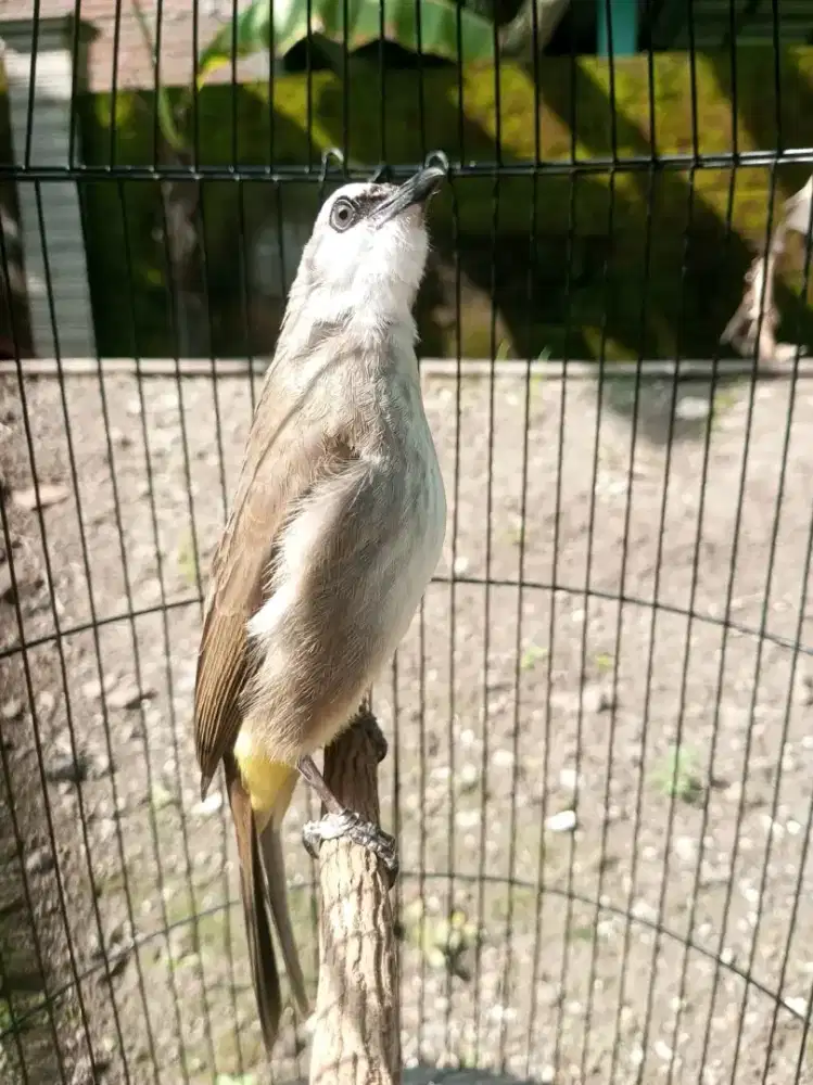 Jual burung trucuk ropel garuda