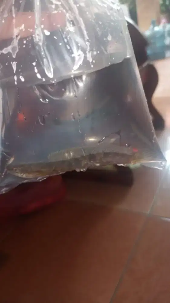 Limbata WC dan limbata Lawu size 8cm-9cm keduanya