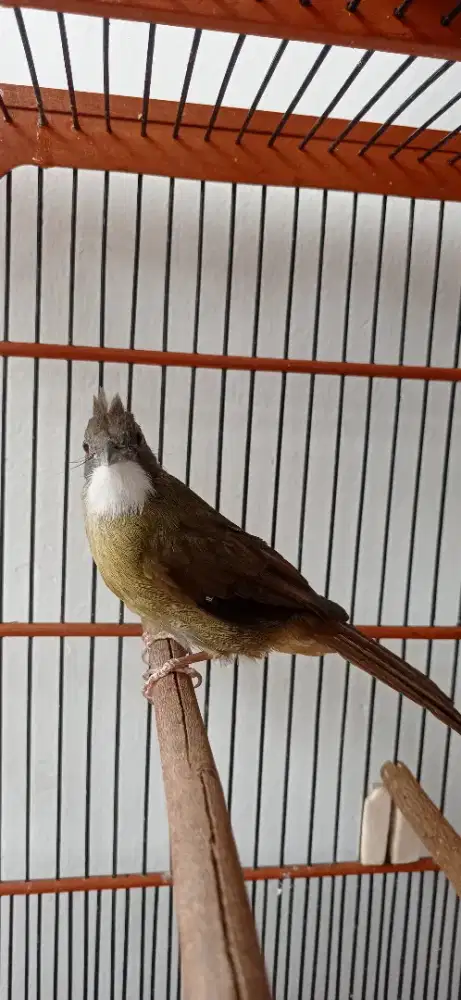 Burung C jenggot, Rajin, Rawatan