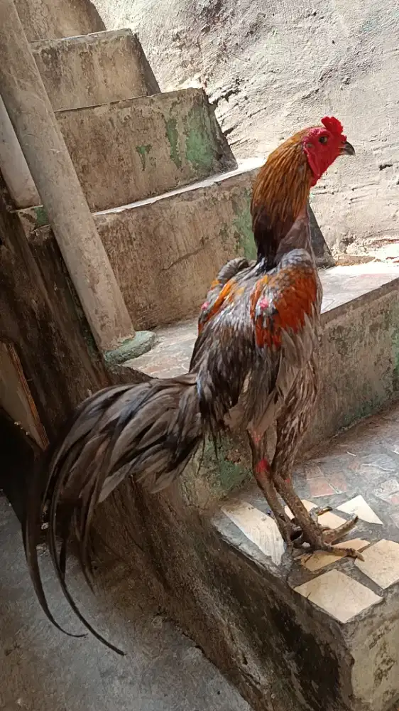 Ayam bangkok pamangon