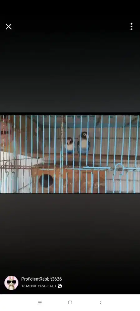 LOVEBIRD INDUKAN - MANGSI X MANGSI