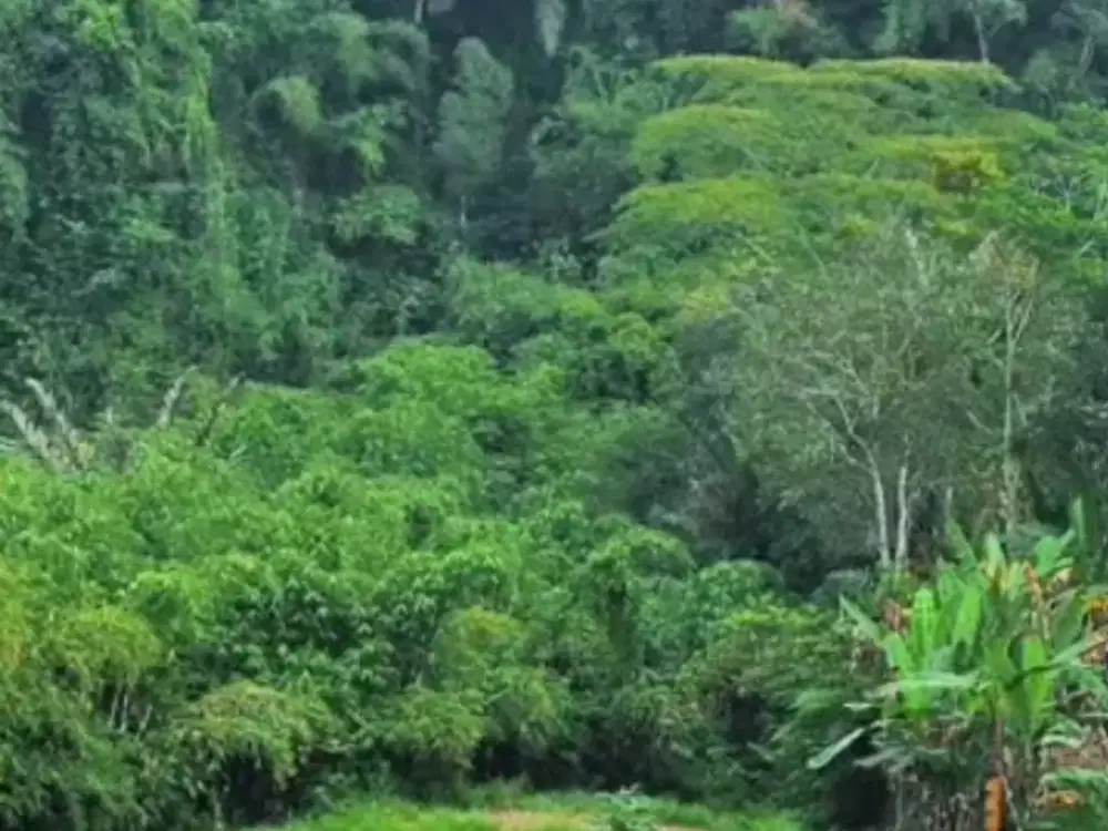 Dijual Tanah Cocok untuk Pembangunan Villa Mewah atau Resort