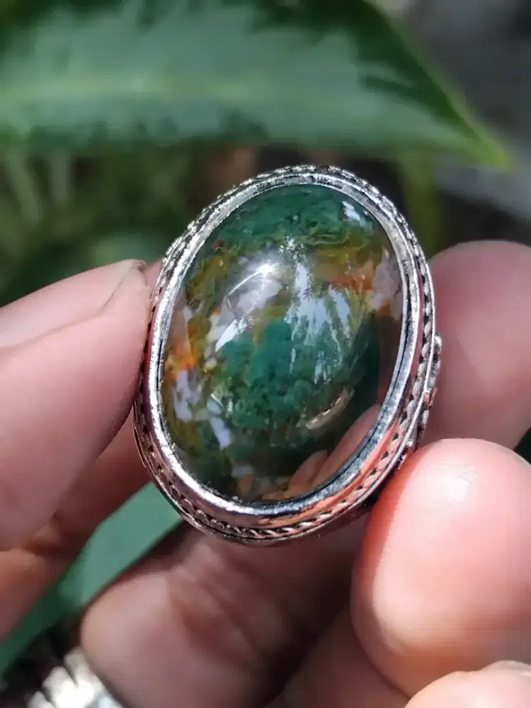 Batu cincin lumut suliki aqurium
