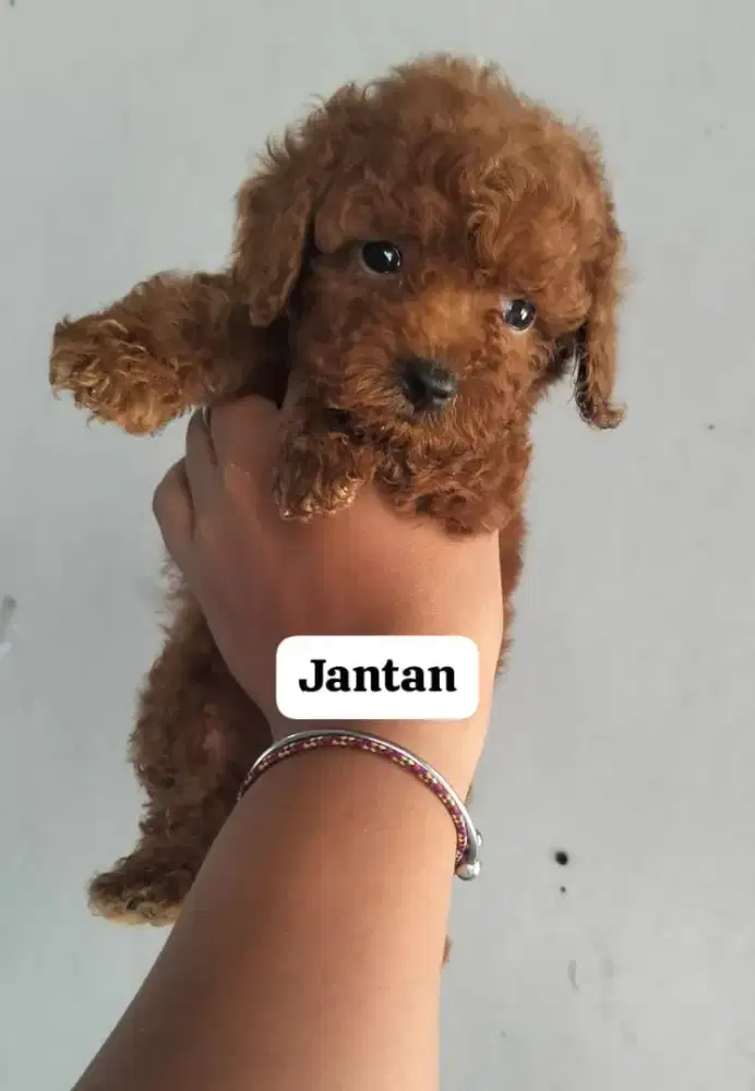 anakan anjing poodle