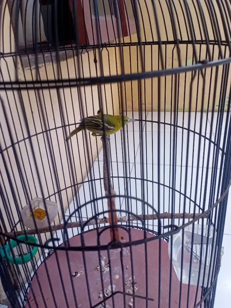 Cipow betina burja
