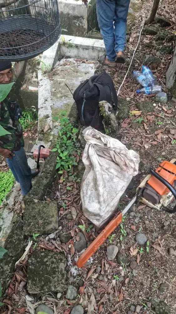 Jasa tebang pohon
