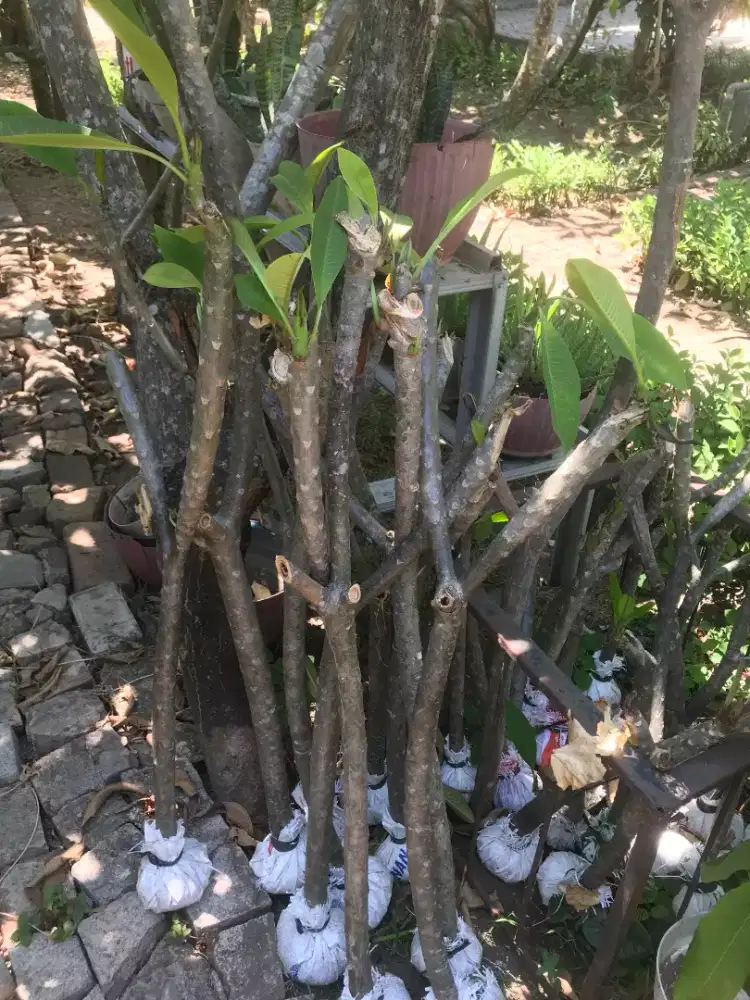 Jual bibit kamboja bali