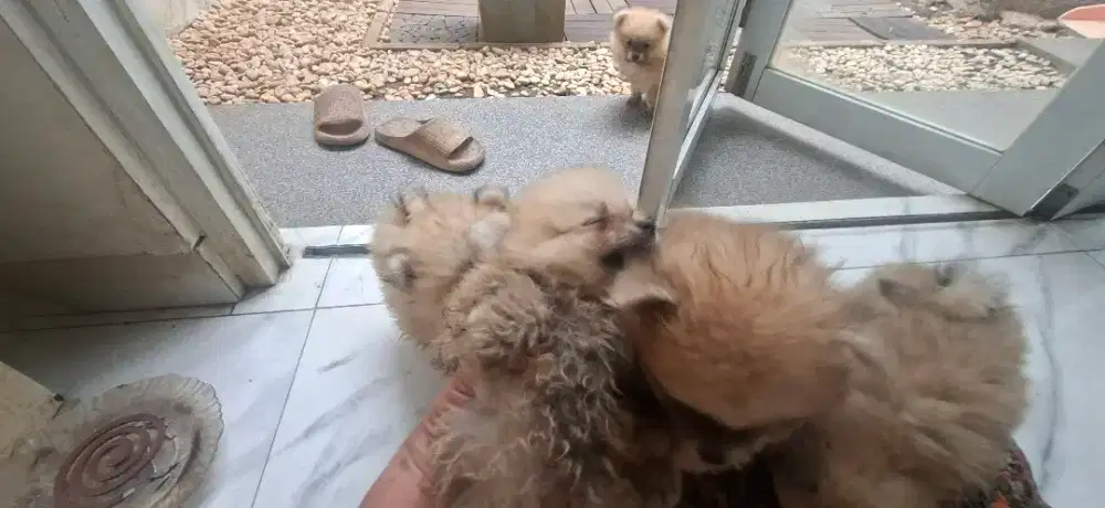 Puppies Pom Pom 4 cowok 1 cewek
