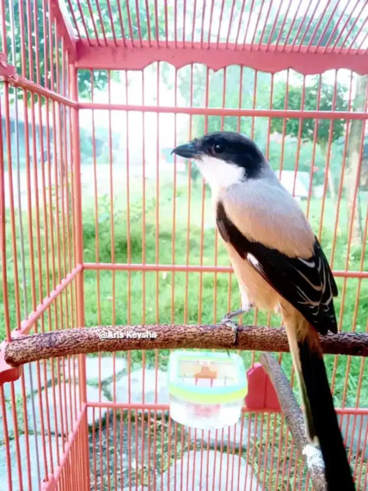 Pented Jatim mulus muda hutan,rajin gnti kdg kotak volume kenceng