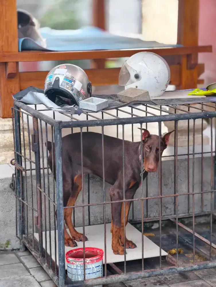 ANJING DOBERMAN