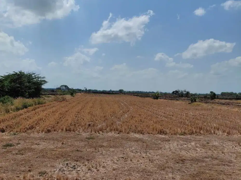 Dijual Tanah Sawah di Jl Terong Bangi Cerme Gresik