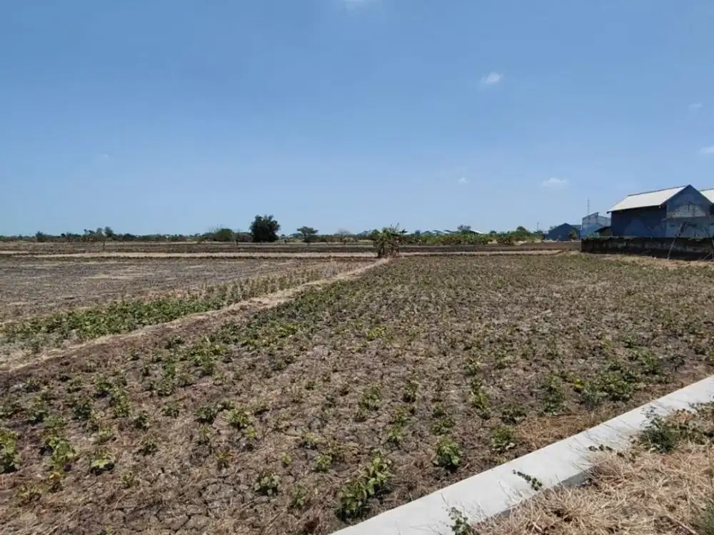 Dijual Tanah Sawah Akses Mudah di Sekar Geneng Cerme Gresik