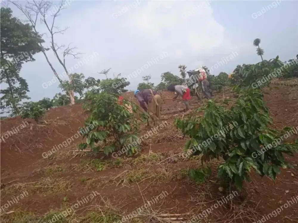 Dijual Tanah Di Kampung Cidengklek Desa Mekarsari Cimaung Pangalengan