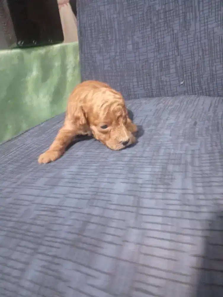 Puppy poodle asli ras bagus berkualitas 2 betina 1 jantan borongan