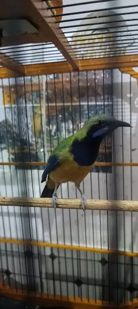 Burung masteran murai