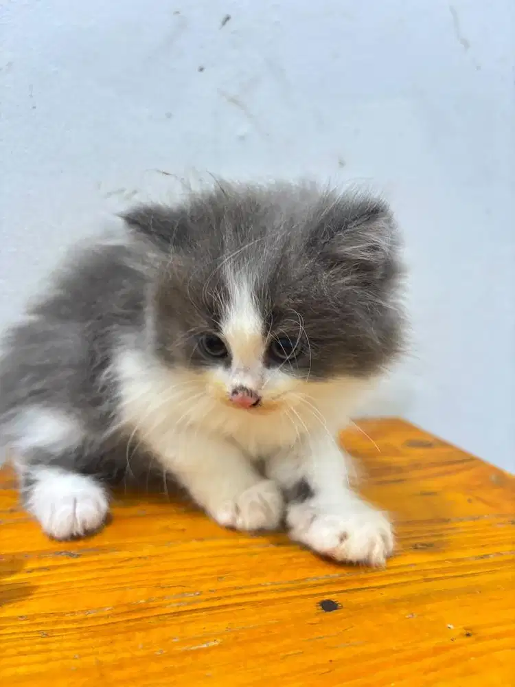 Kucing Ras persia