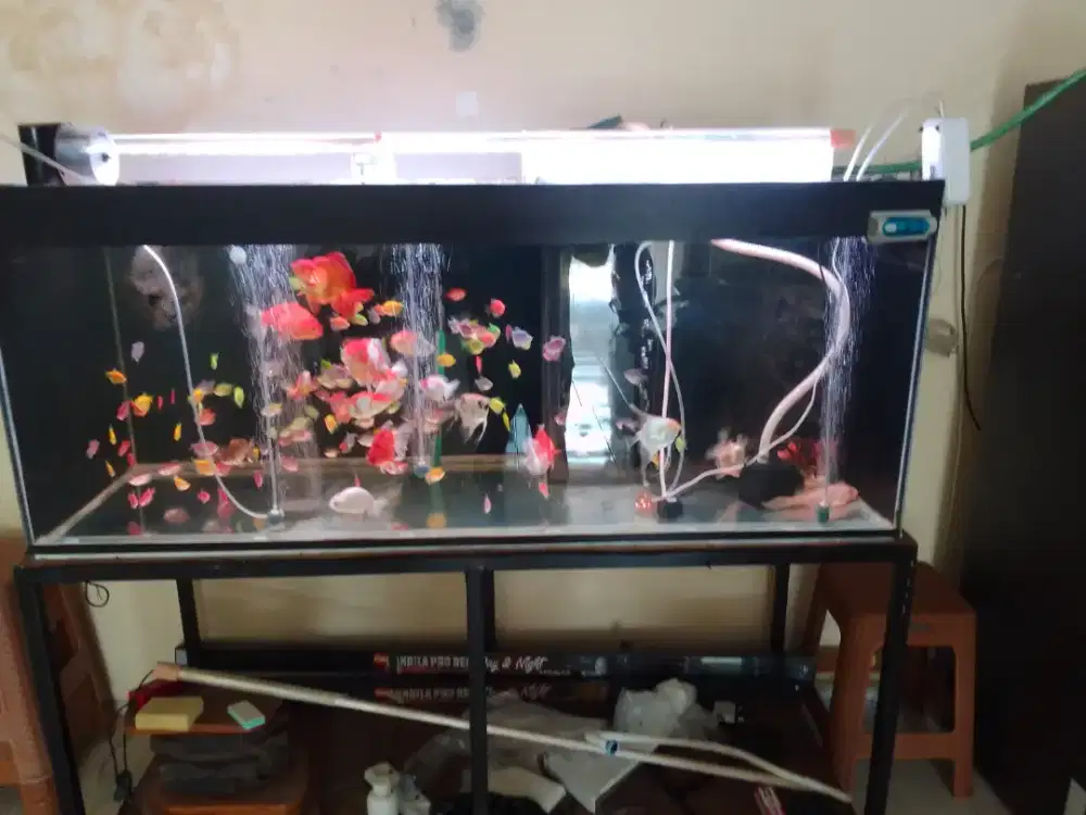 Ikan mas koki dan aquarium