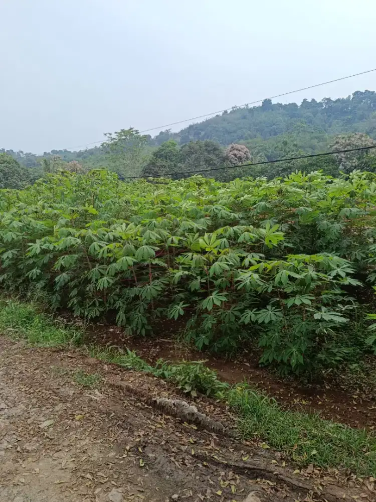 Jual lahan murah pinggir jalan