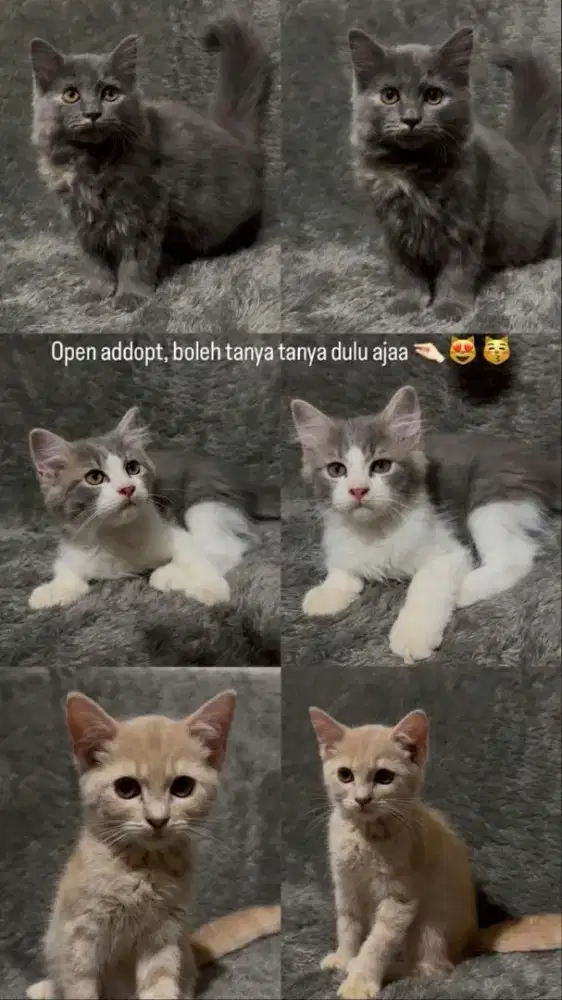 Kucing munchkin NS Persia kitten himalaya angora mainecoon BSH ragdoll