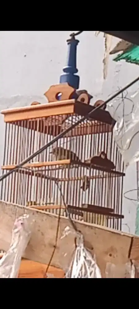 Burung opyor jawa rajin jantan