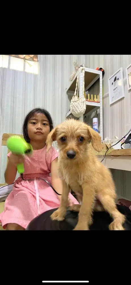 Adopsi Puppy Mix Golden sudah vaksin