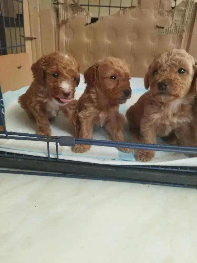 Anjing poodle betina umur 1 bulan